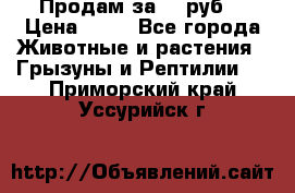 Продам за 50 руб. › Цена ­ 50 - Все города Животные и растения » Грызуны и Рептилии   . Приморский край,Уссурийск г.